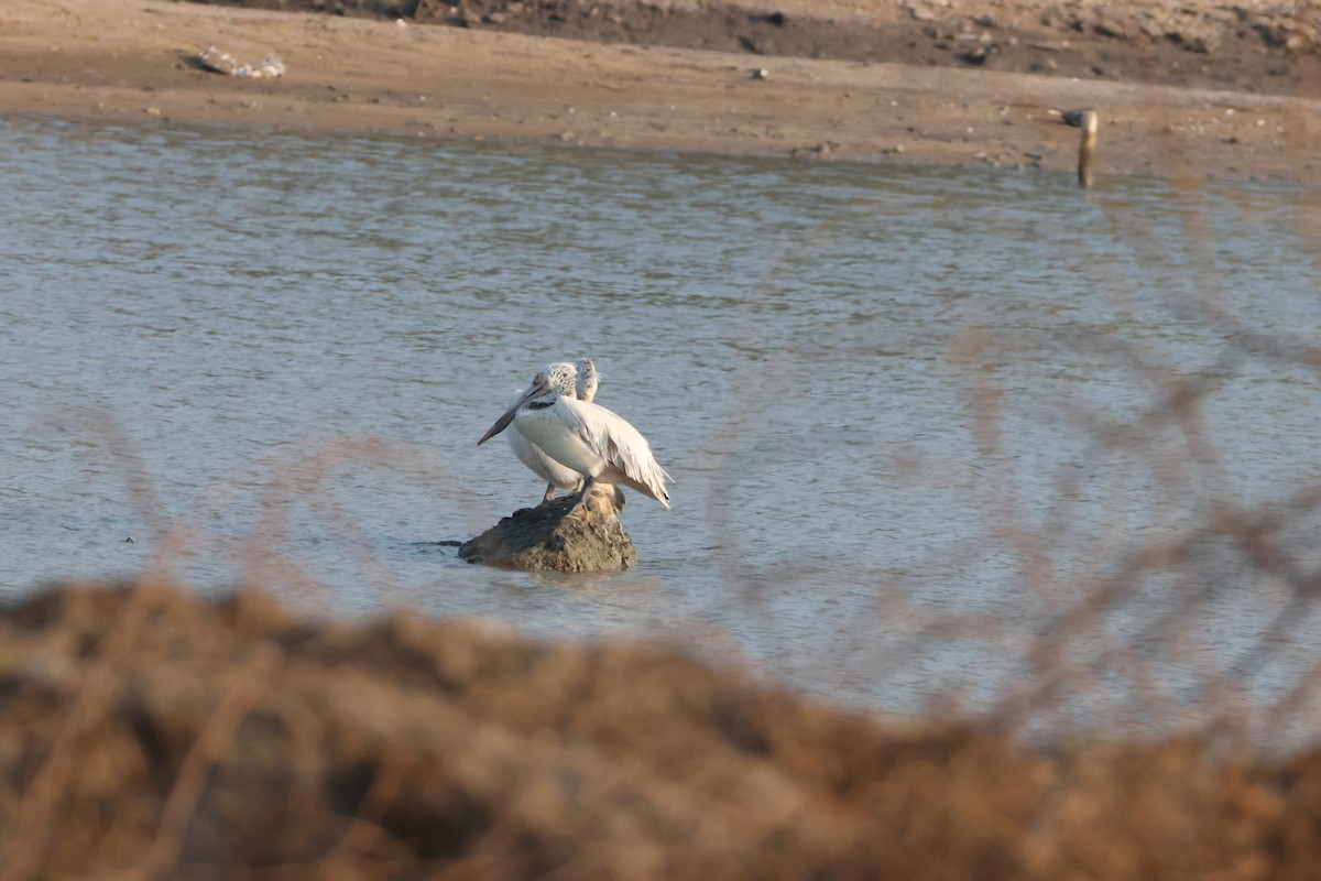 Пестроклювый пеликан - ML647067473