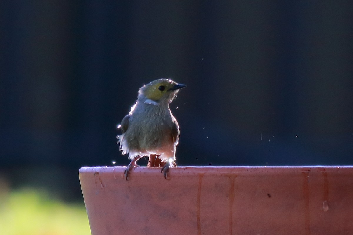 hvitsmykkehonningeter - ML647067475