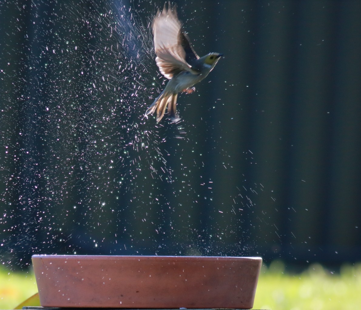 hvitsmykkehonningeter - ML647067476