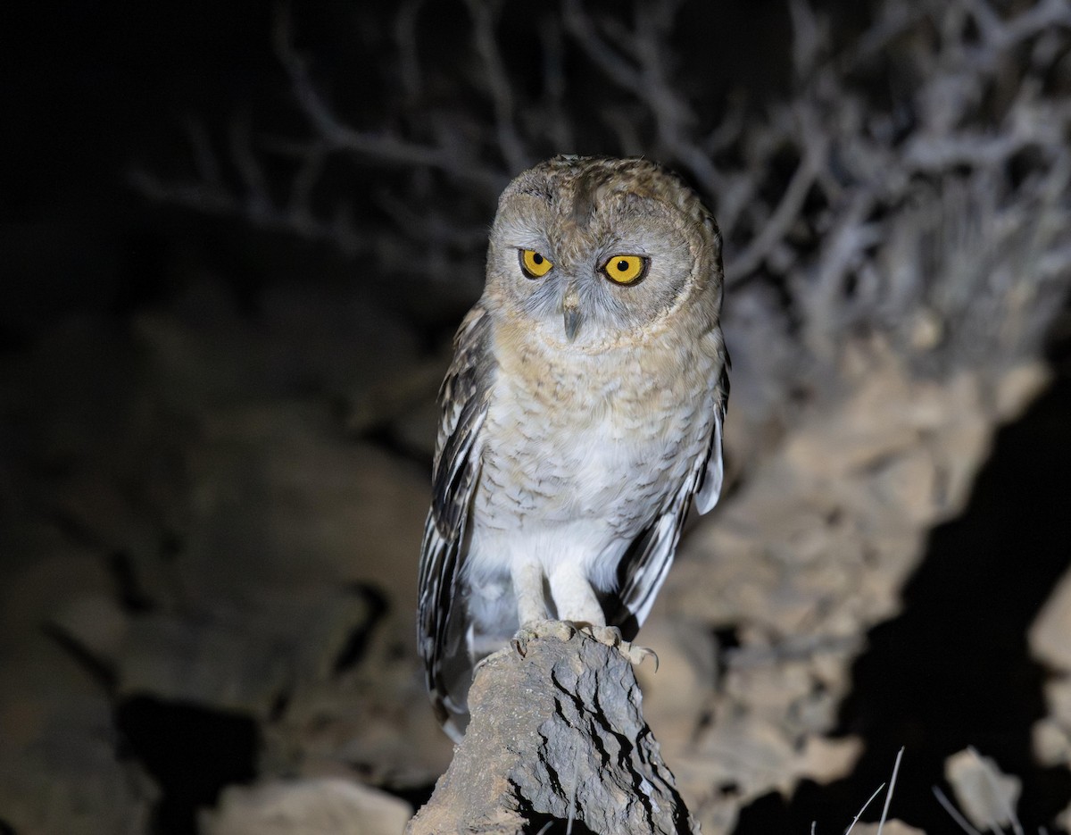 Desert Owl - ML647067477