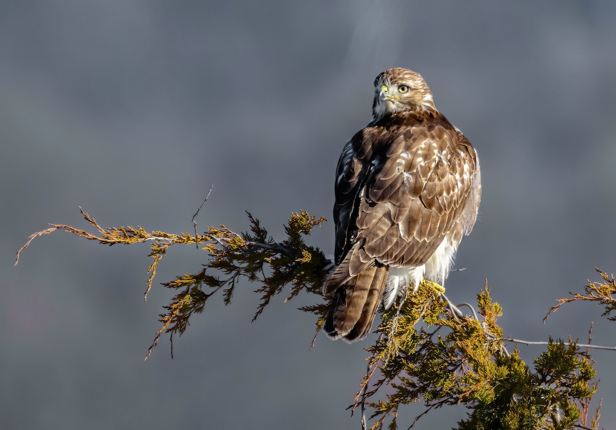 Busardo Colirrojo - ML647067480