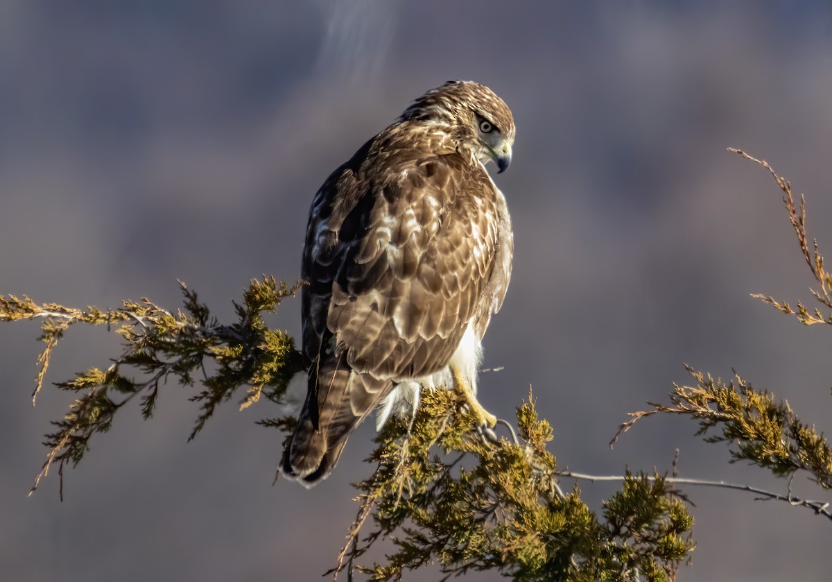 Busardo Colirrojo - ML647067481