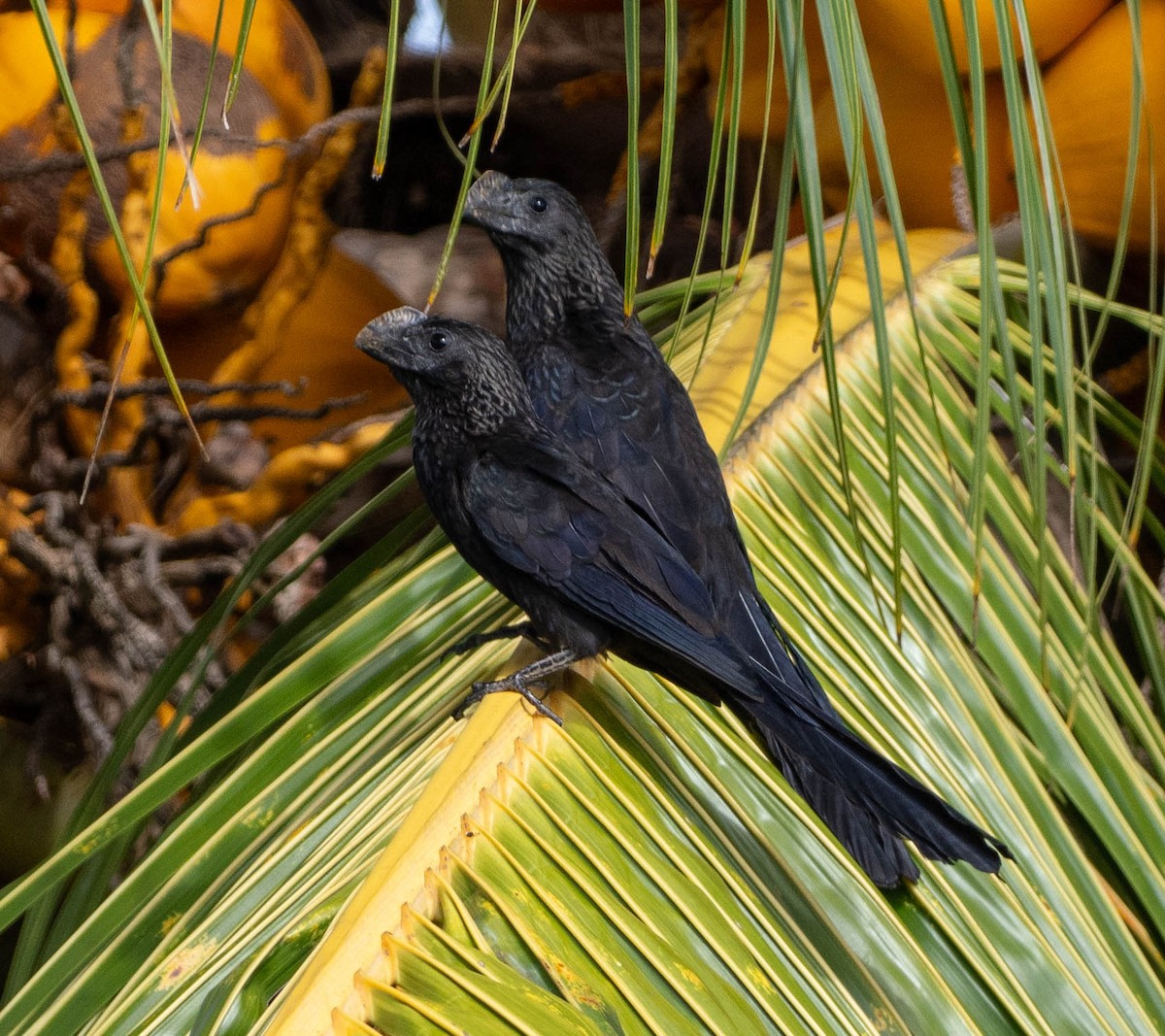 Smooth-billed Ani - ML647067484