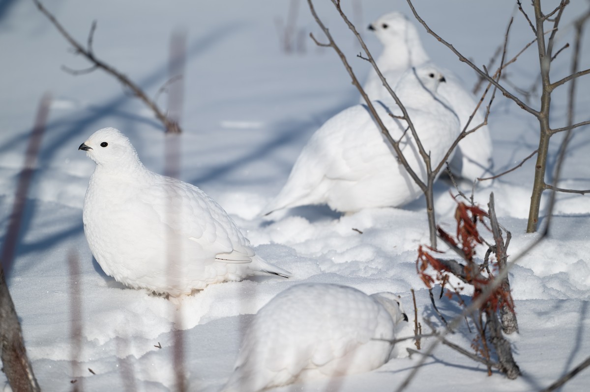 Moorschneehuhn - ML647067488