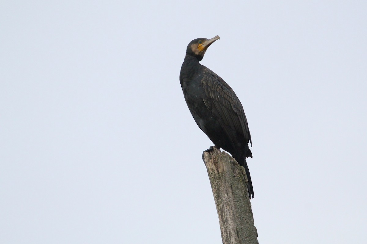 Great Cormorant - ML647067491