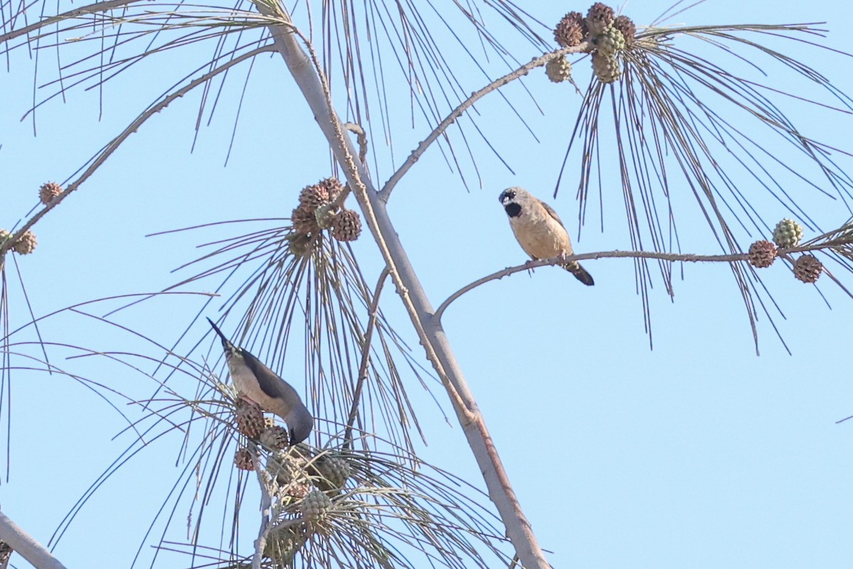 gassermannikin - ML647067504