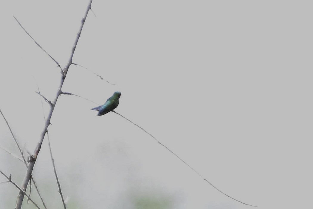 glansbuksmaragd - ML647067506