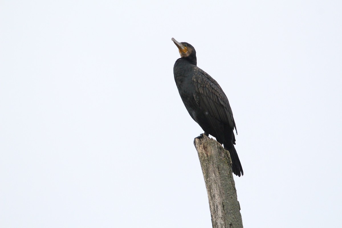 Great Cormorant - ML647067507