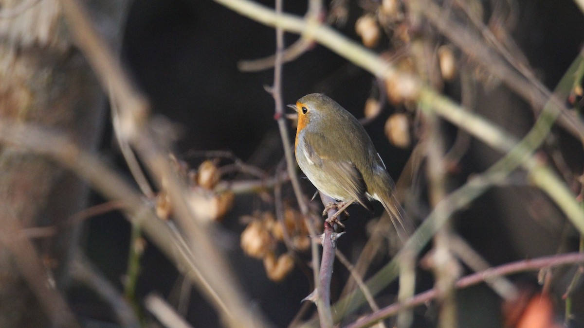 European Robin - ML647067519