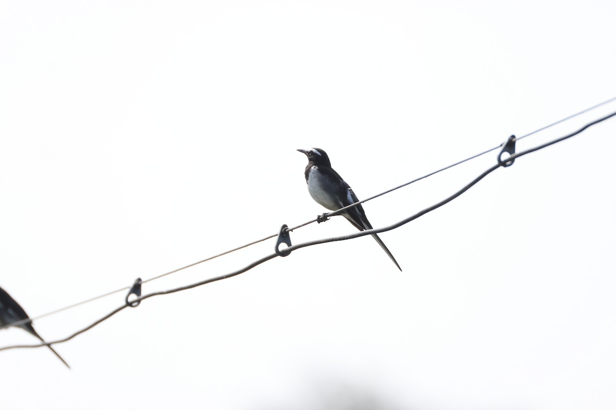 Lavandera India - ML647067522