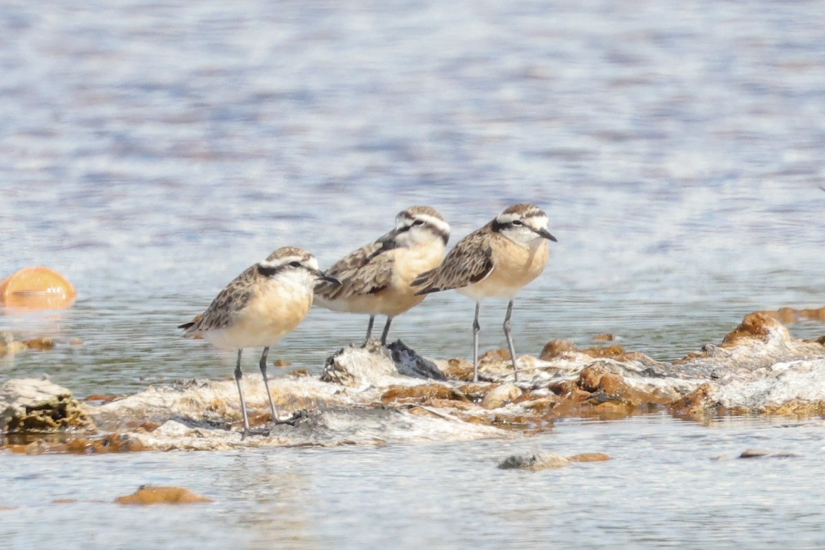 Kittlitz's Plover - ML647067523