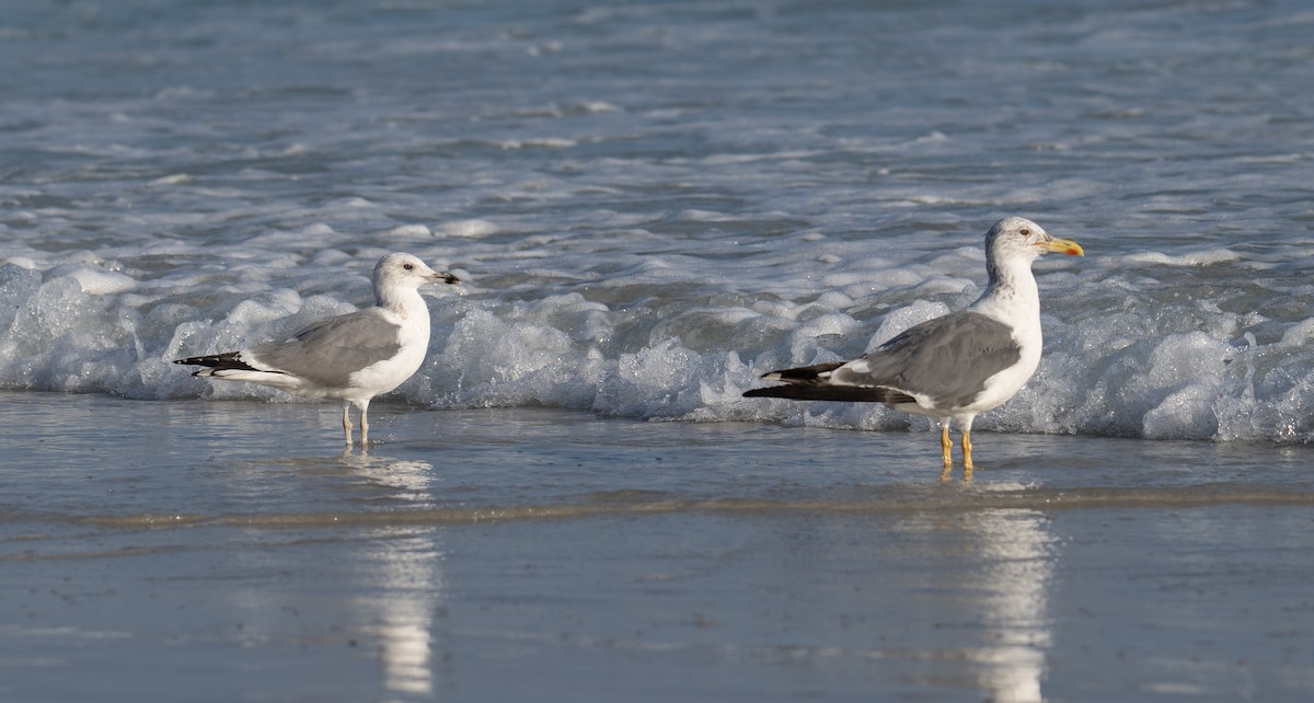 Gaviota Sombría - ML647067524