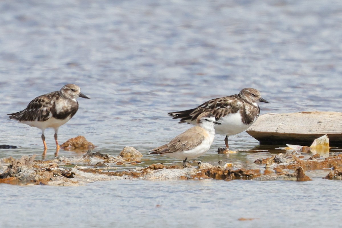 Белолобый зуёк - ML647067525