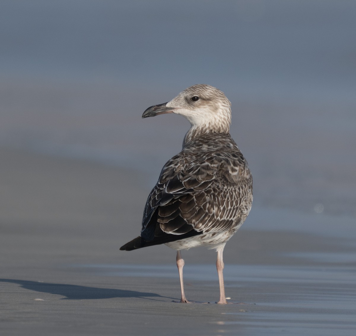 Möwe, unbestimmt - ML647067526