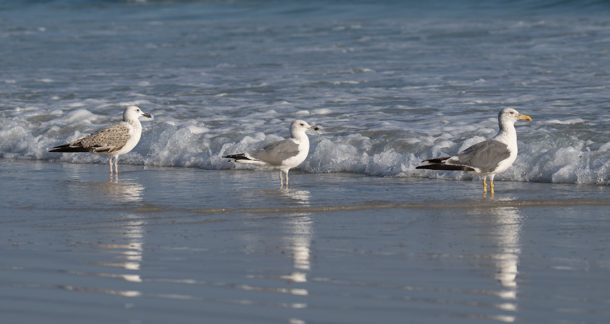 Gaviota Sombría - ML647067532
