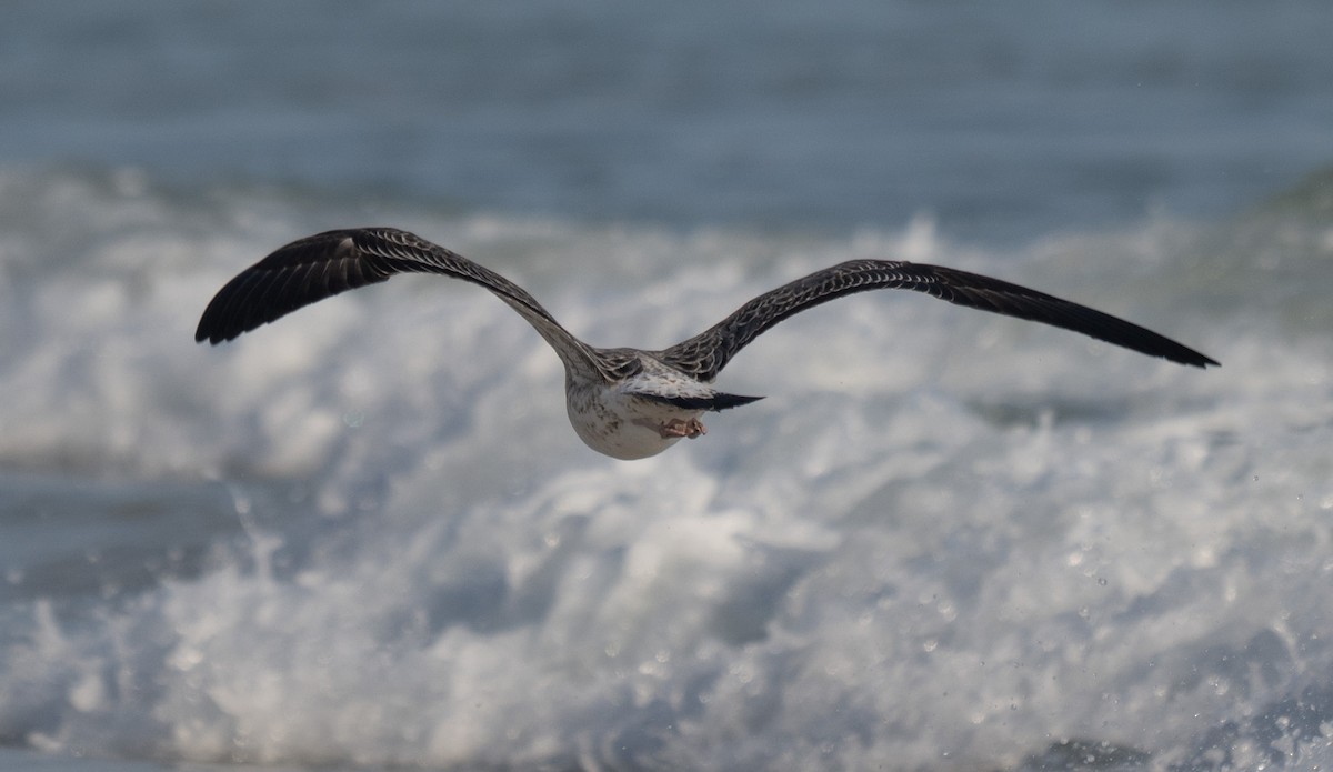 Möwe, unbestimmt - ML647067536