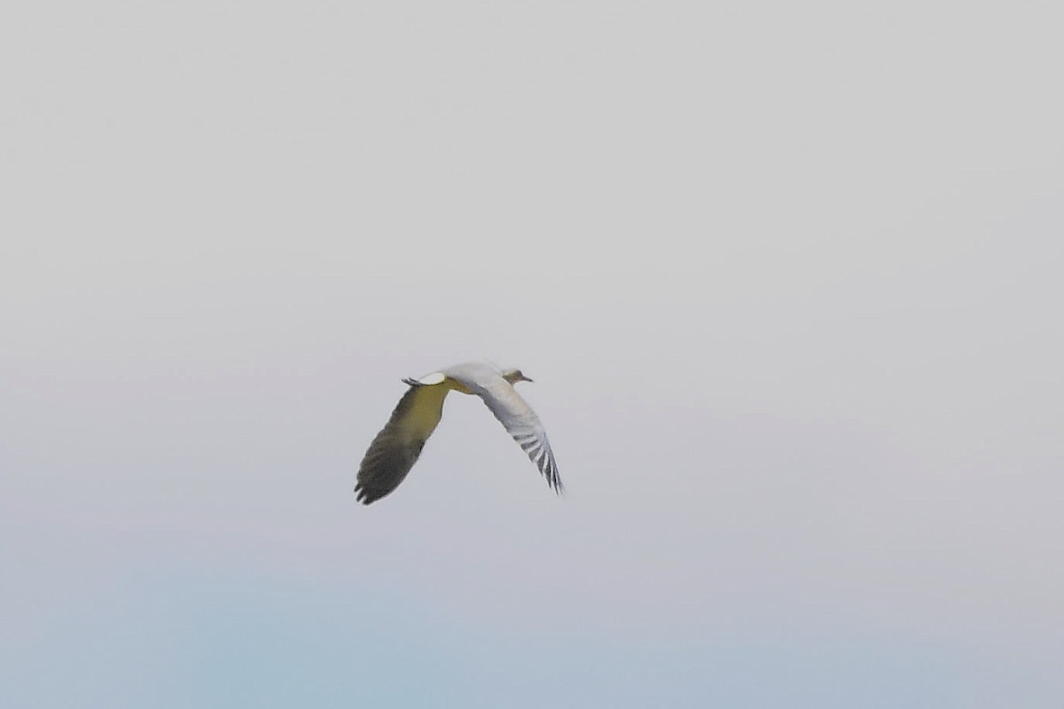 Whistling Heron - ML647067537