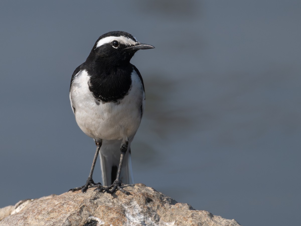 Lavandera India - ML647067543