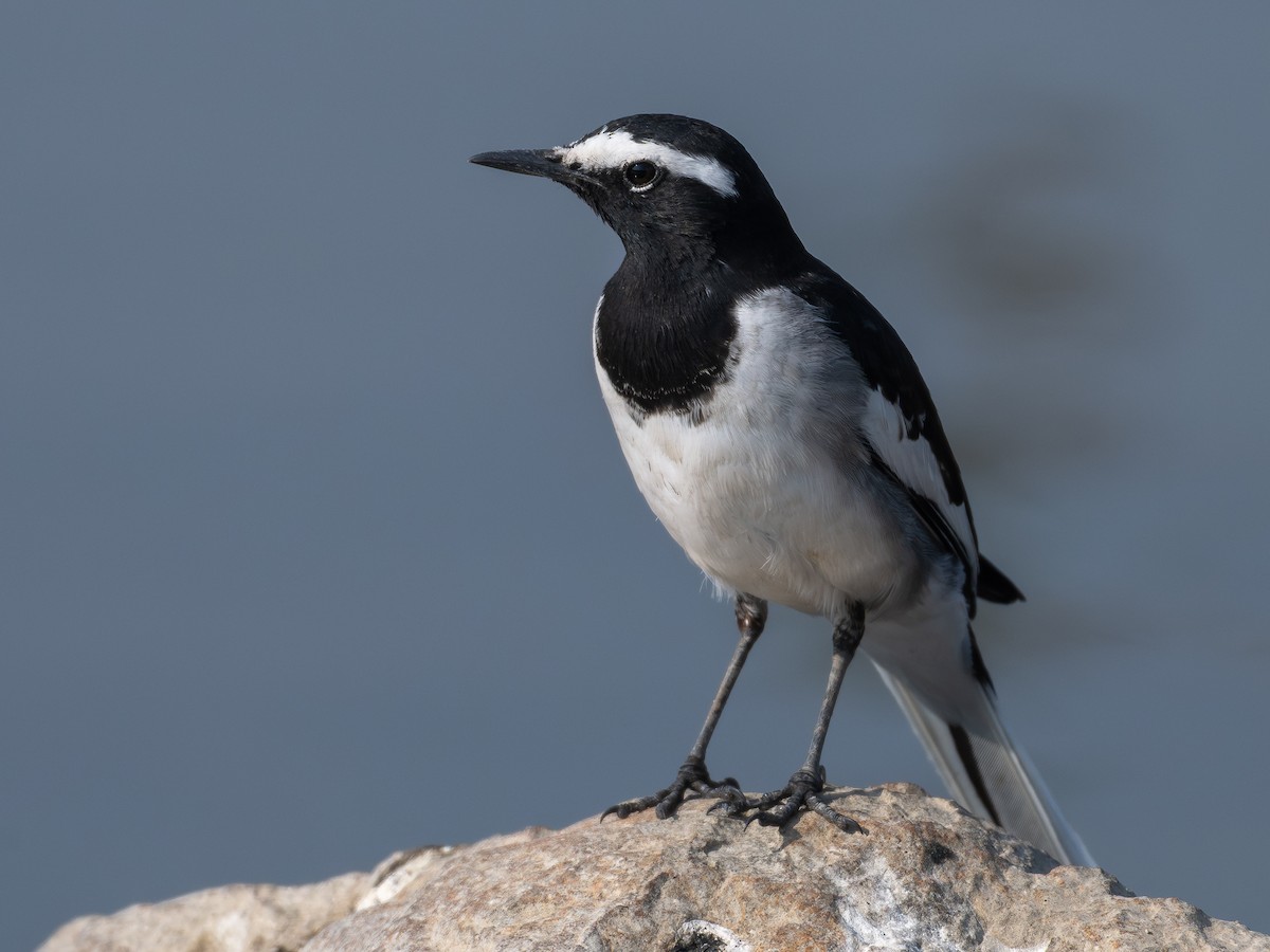 Lavandera India - ML647067556