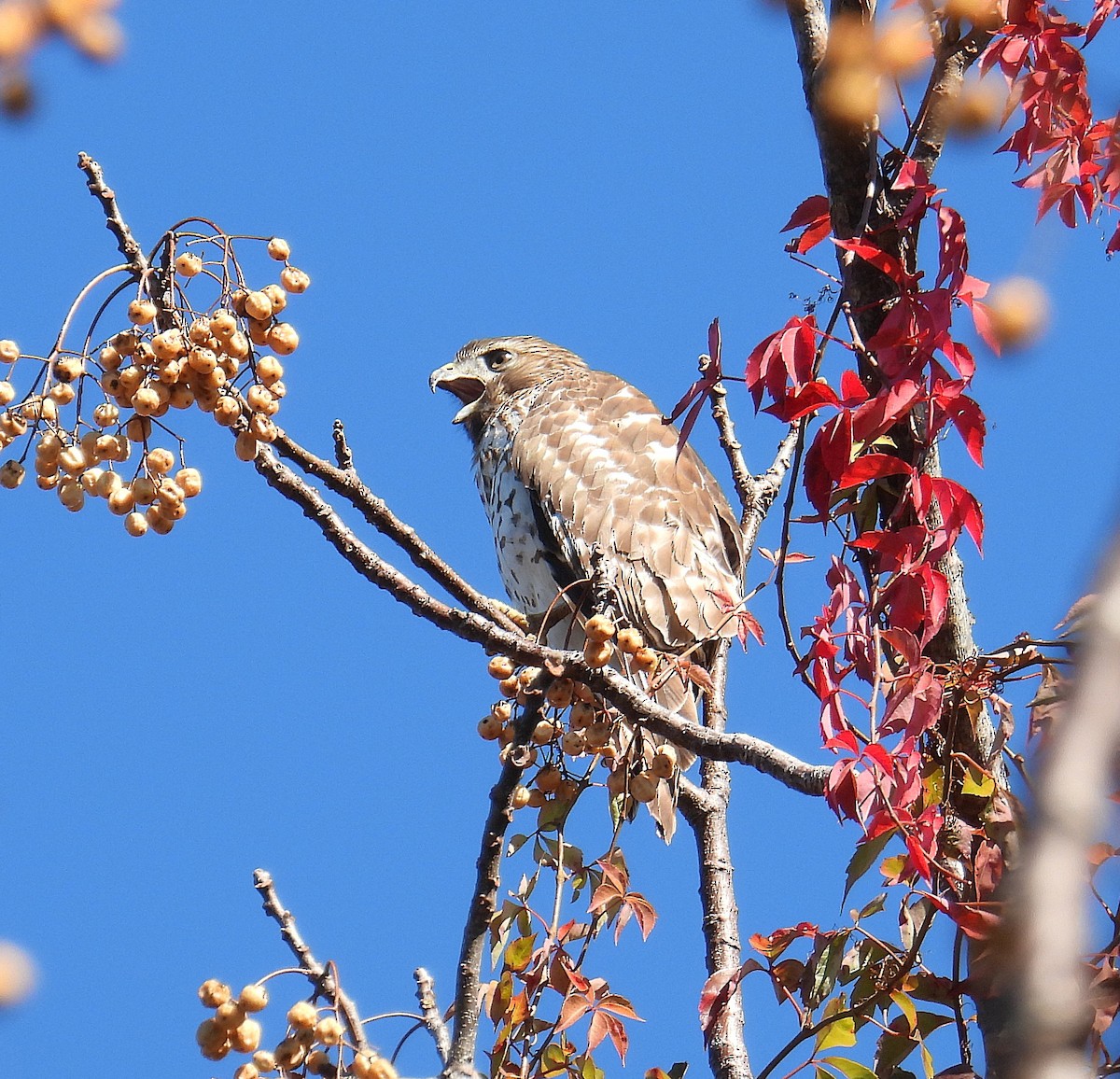 káně páskovaná - ML647067560