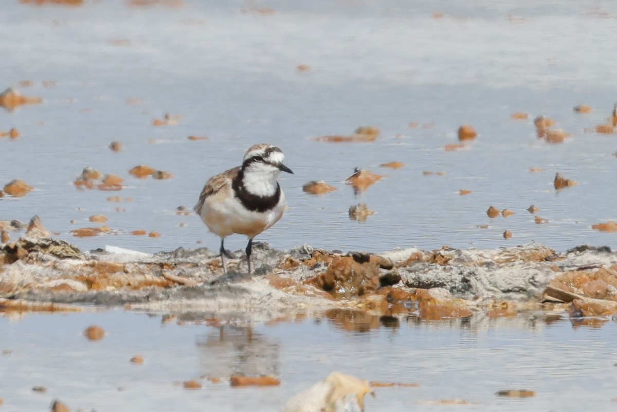Madagascar Plover - ML647067566