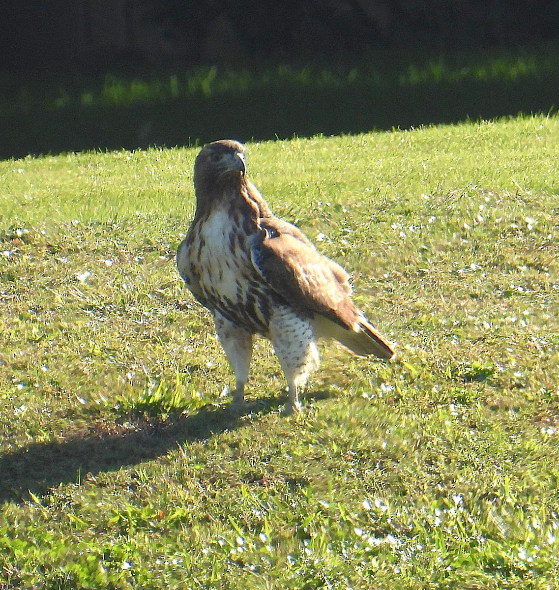 Busardo Colirrojo - ML647067572