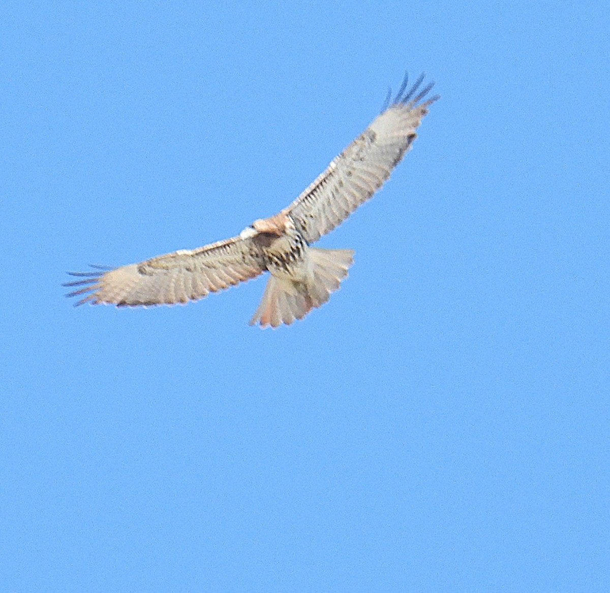 Busardo Colirrojo - ML647067575