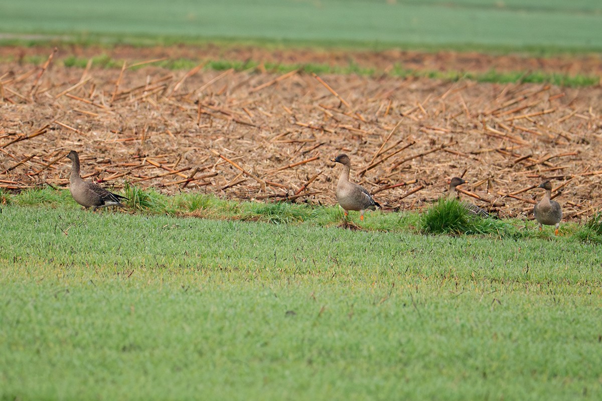 Tundrasaatgans - ML647067576