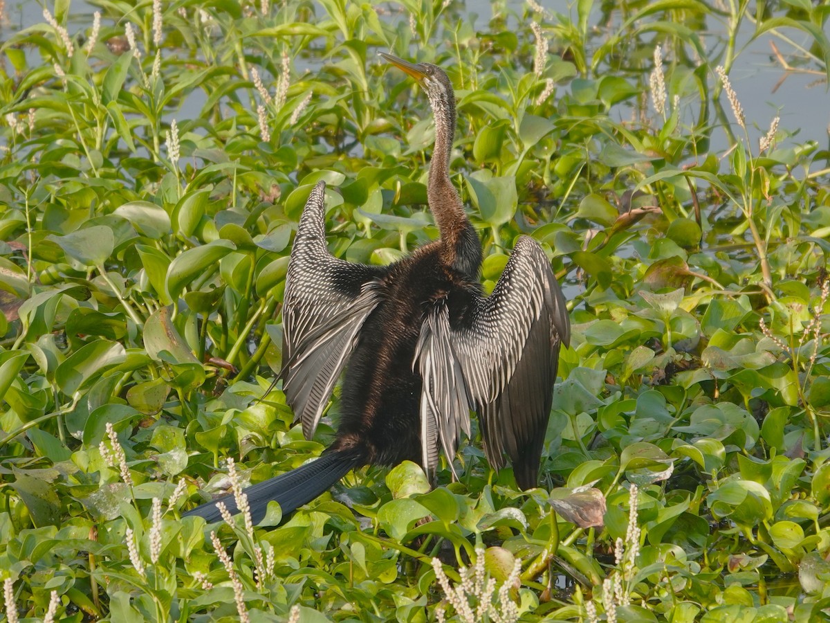 orientslangehals - ML647067577