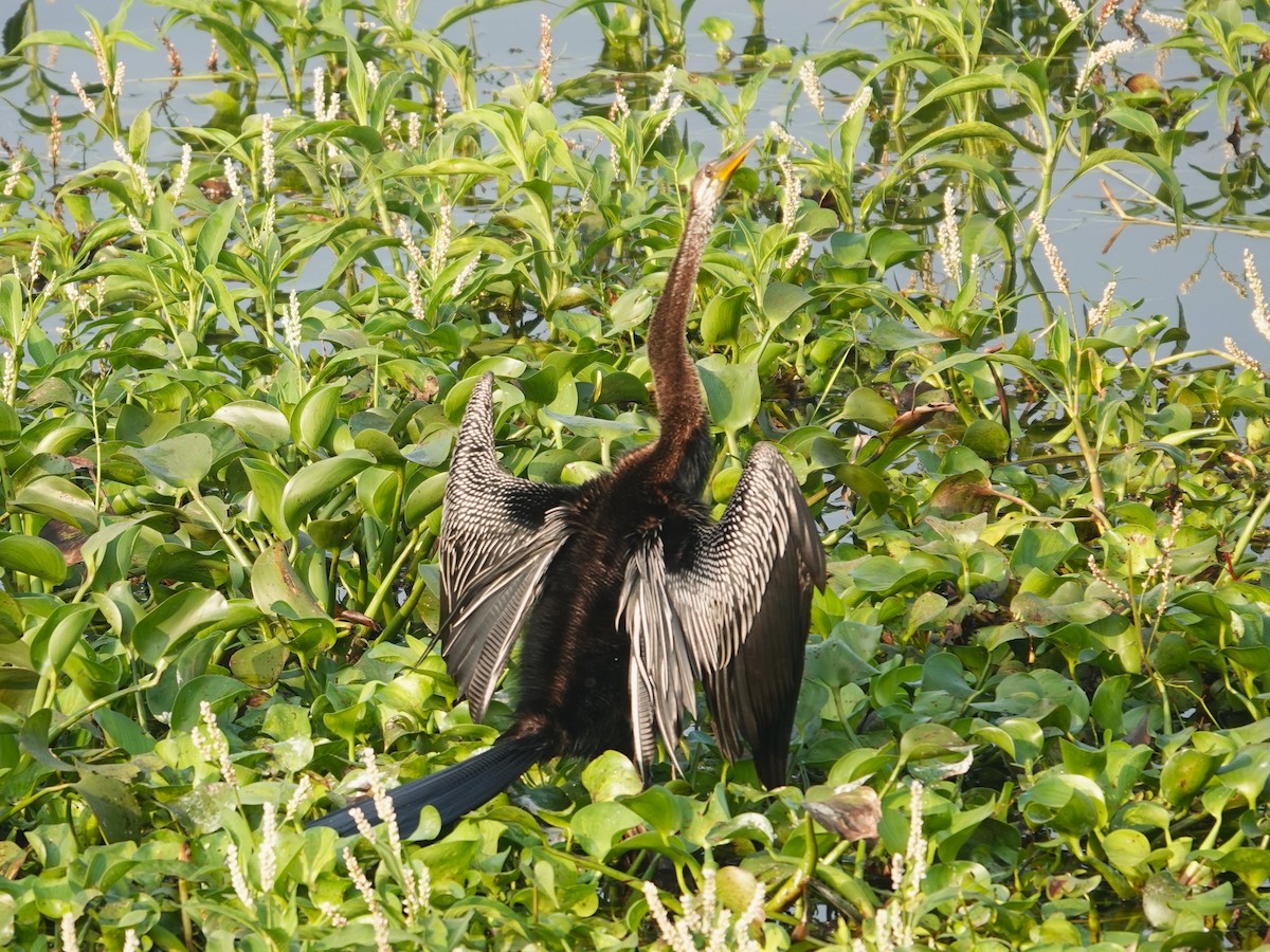 orientslangehals - ML647067578