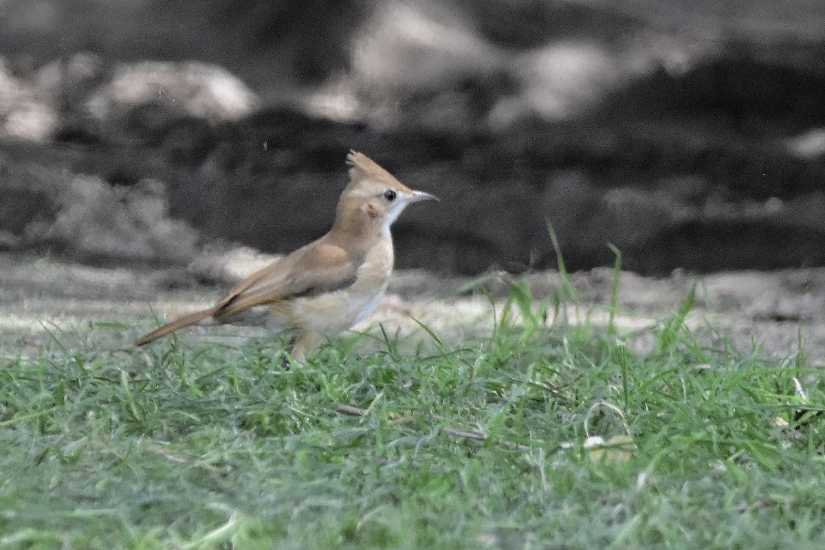 Hornero Copetón - ML647067580