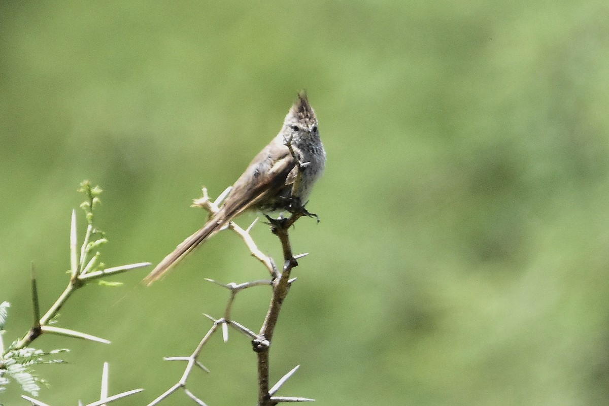 Tufted Tit-Spinetail - ML647067585