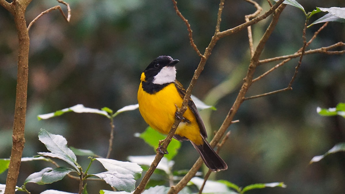 Golden Whistler (Eastern) - ML647067588