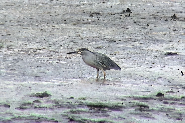 Striated Heron - ML647067590