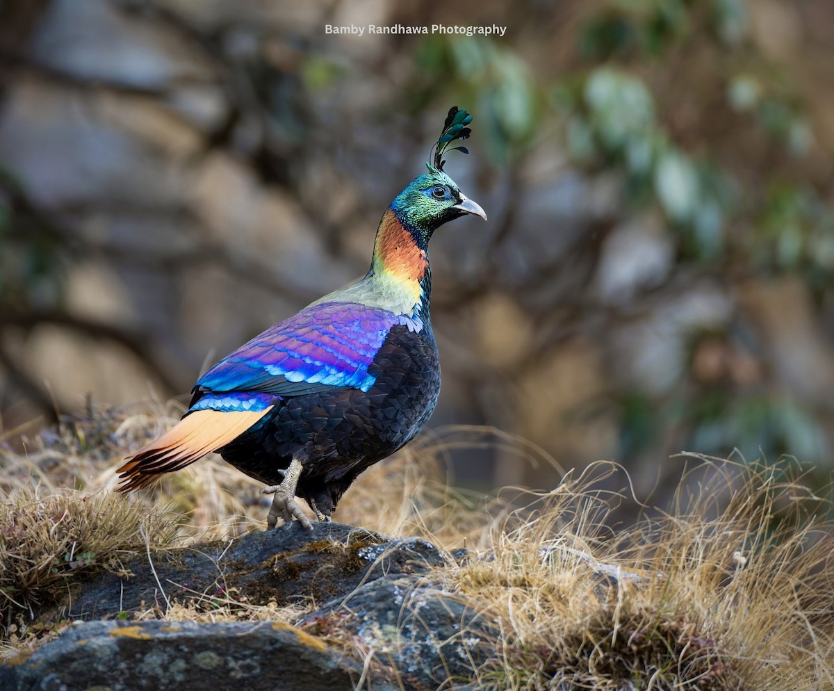 Himalayan Monal - ML647067598
