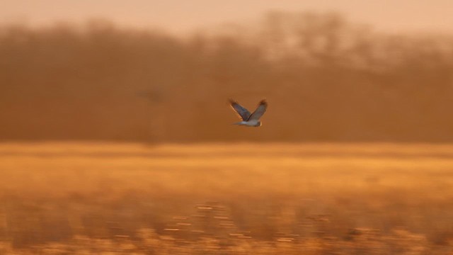 Northern Harrier - ML647067600