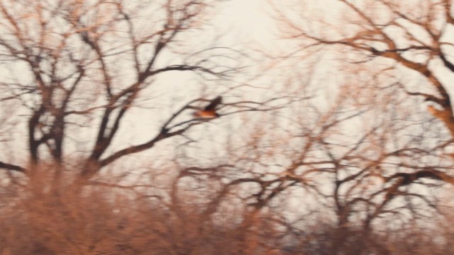 Northern Harrier - ML647067603