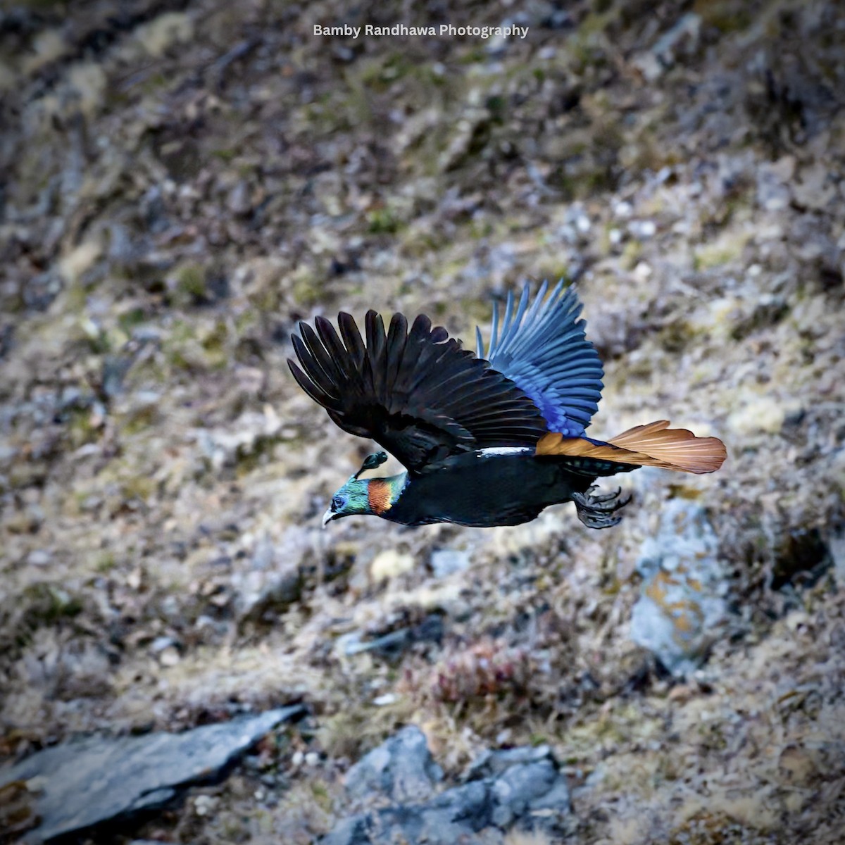 Himalayan Monal - ML647067604