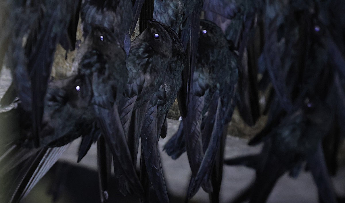 Plume-toed Swiftlet - ML647067605