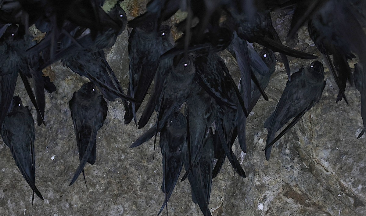 Plume-toed Swiftlet - ML647067606