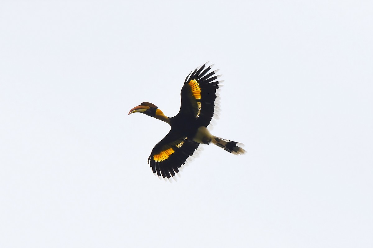 dvojzoborožec žlutozobý - ML647067613