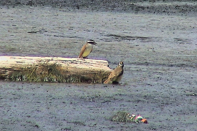 キバラオオタイランチョウ - ML647067619