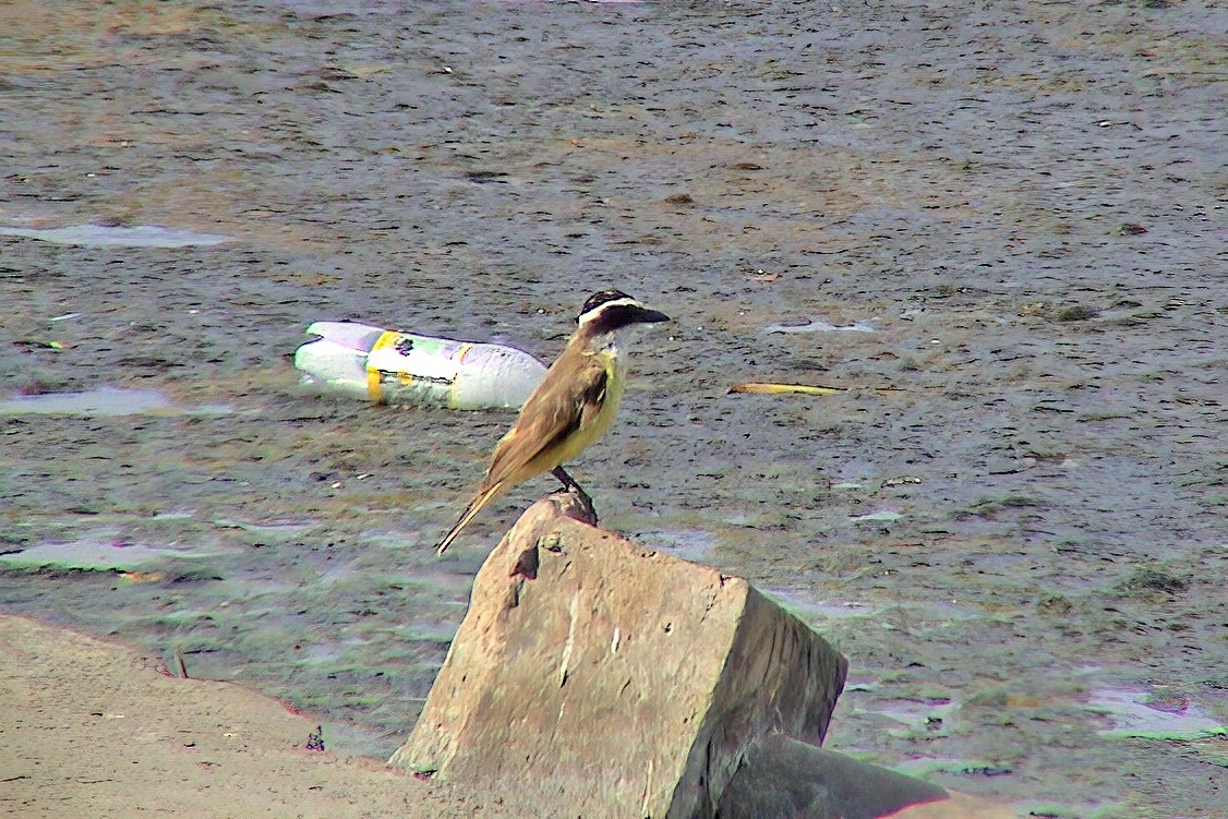 キバラオオタイランチョウ - ML647067620