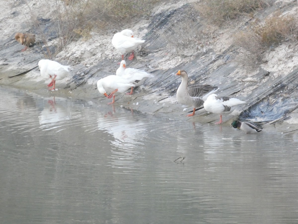 灰雁(馴化) - ML647067621