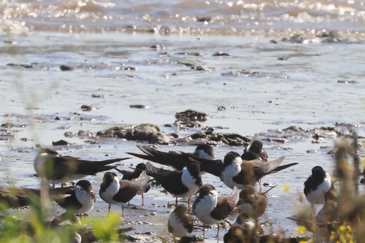 Black Skimmer - ML647067630