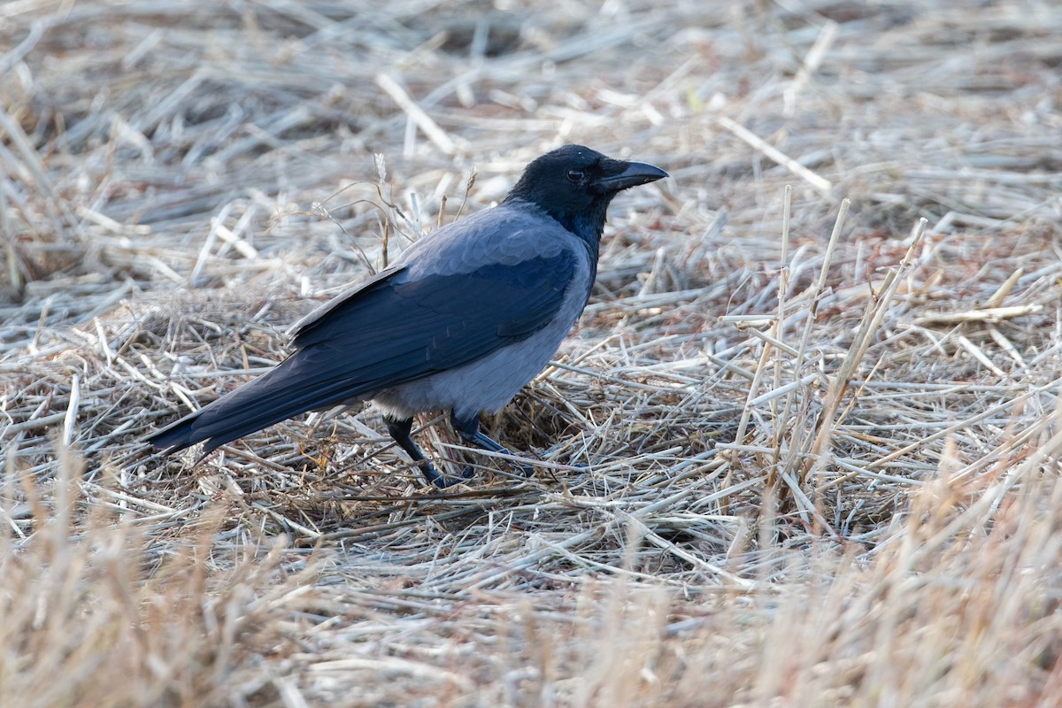Hooded Crow - ML647067634