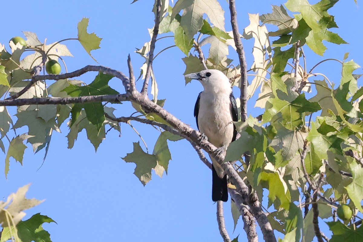 Artamelle à tête blanche - ML647067642