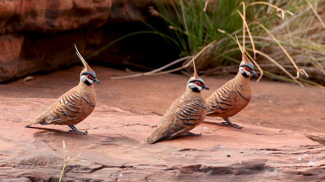 Spinifex Pigeon (Rufous-bellied) - ML647067662