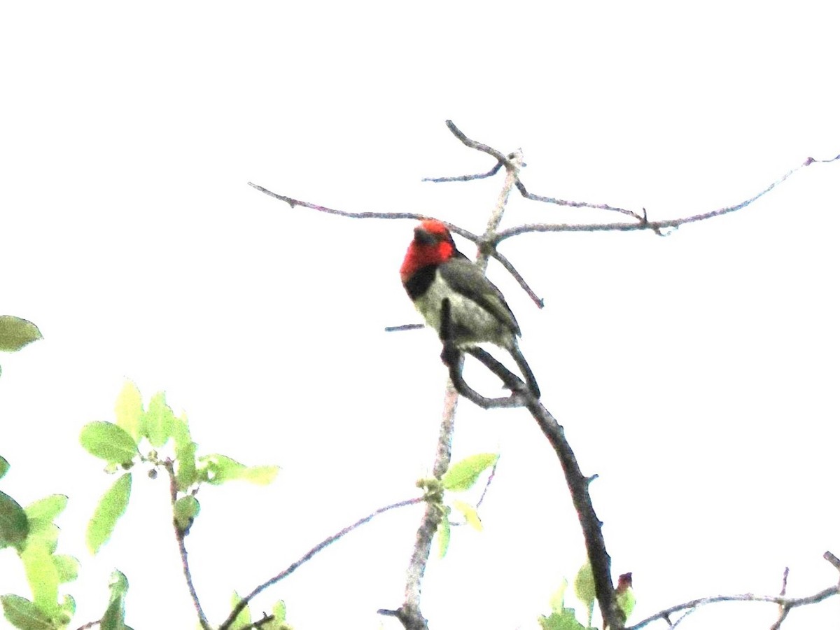 Kara Kolyeli Barbet - ML647067673