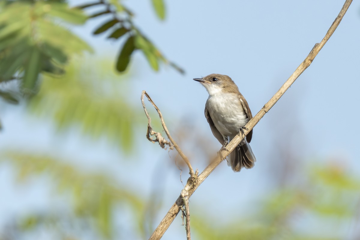 Тираник річковий - ML647067674